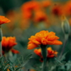 花　４７
