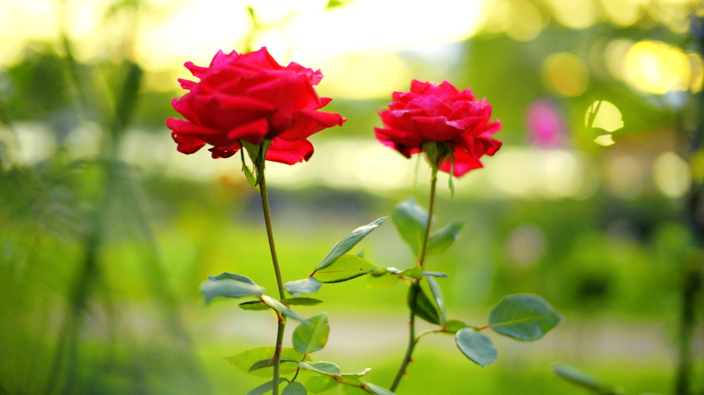 花　７９