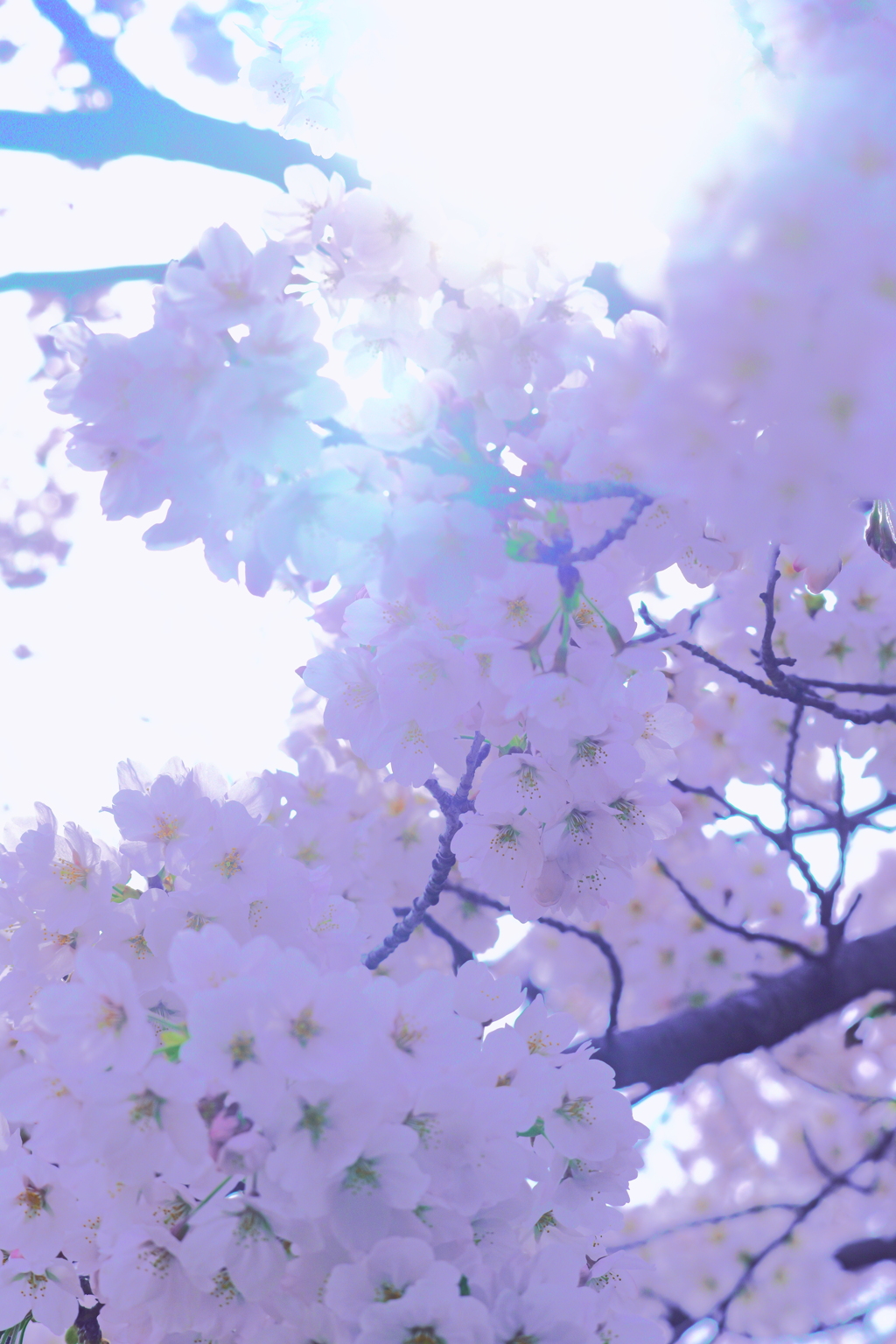 桜２５