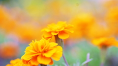 花　８０