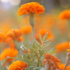 花　４５