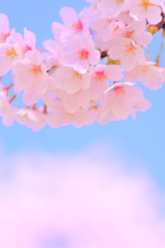 桜10