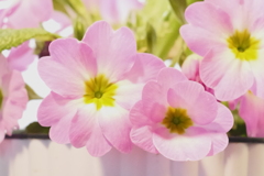 花　28