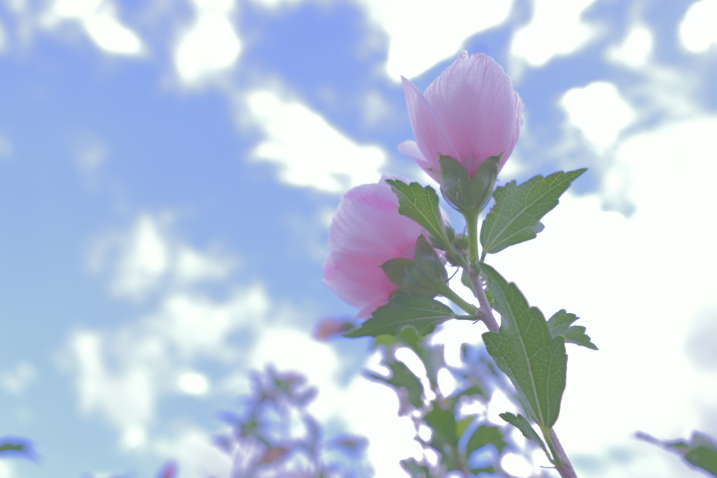 花　４３