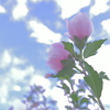 花　４３