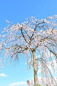 桜01