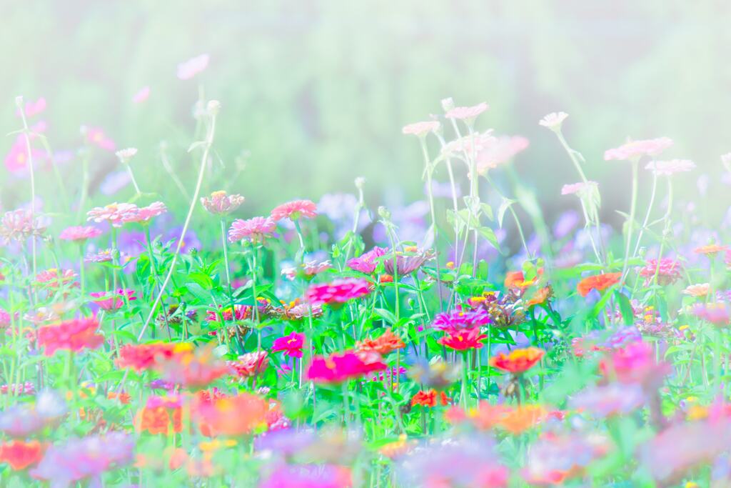 花　２４