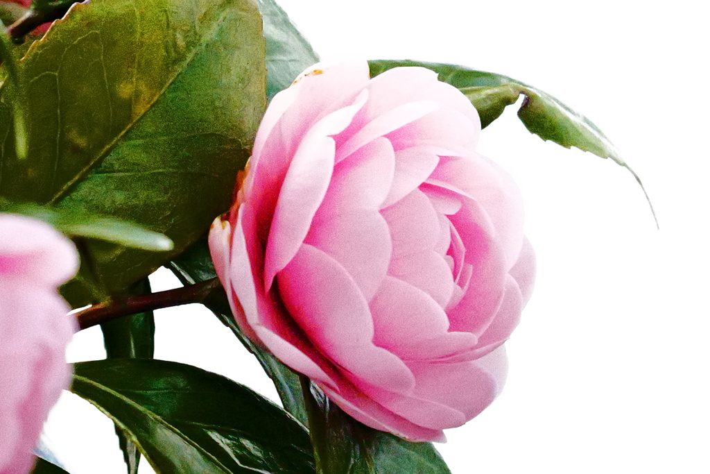花　36