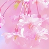 桜２０