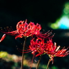 花　４９