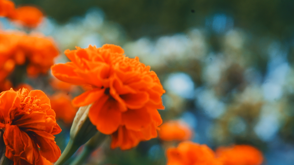 花　４８