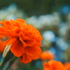 花　４８