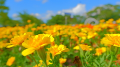 花　４２