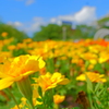 花　４２