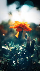 花　５９