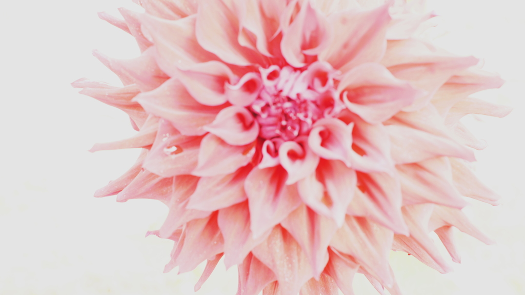 花　７４
