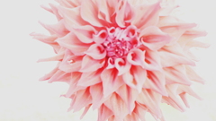 花　７４