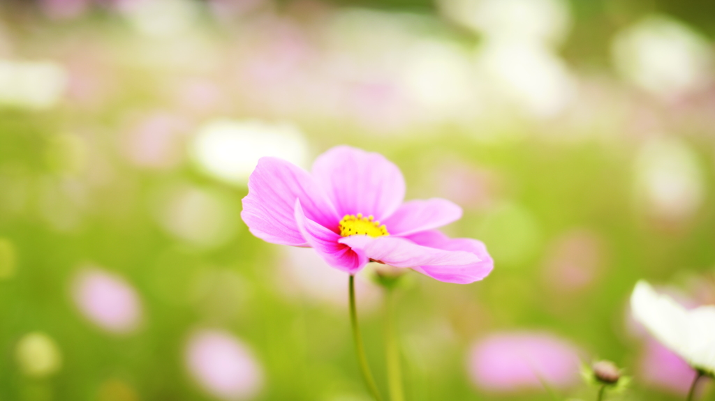 花　７３