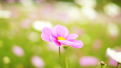 花　７３