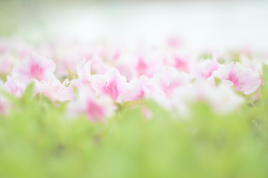 花02