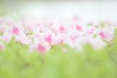 花02