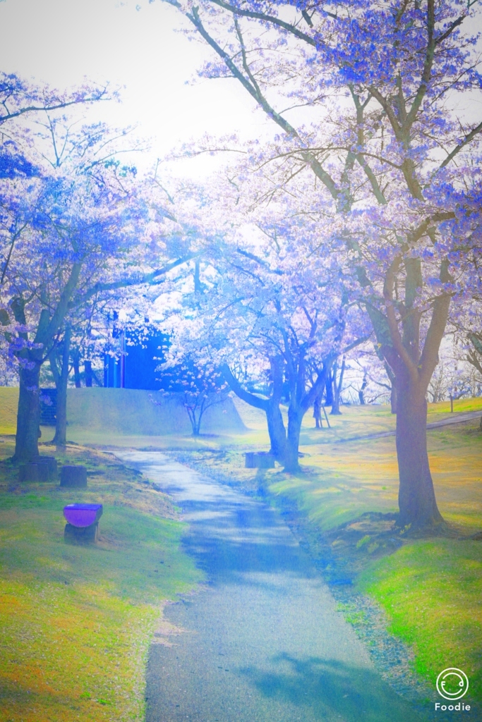 桜２１