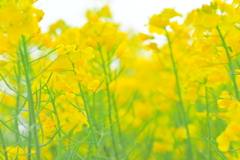 花０１