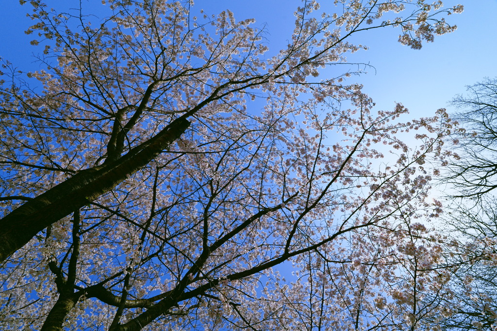 桜　２９