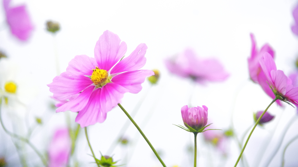 花　７２