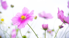 花　７２