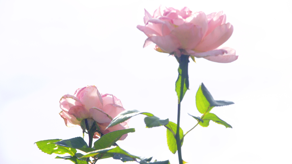 花　６１