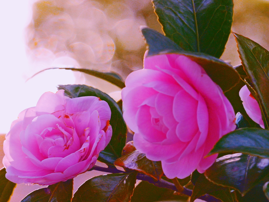 花　３１