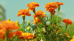花　５１