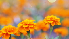 花　６４