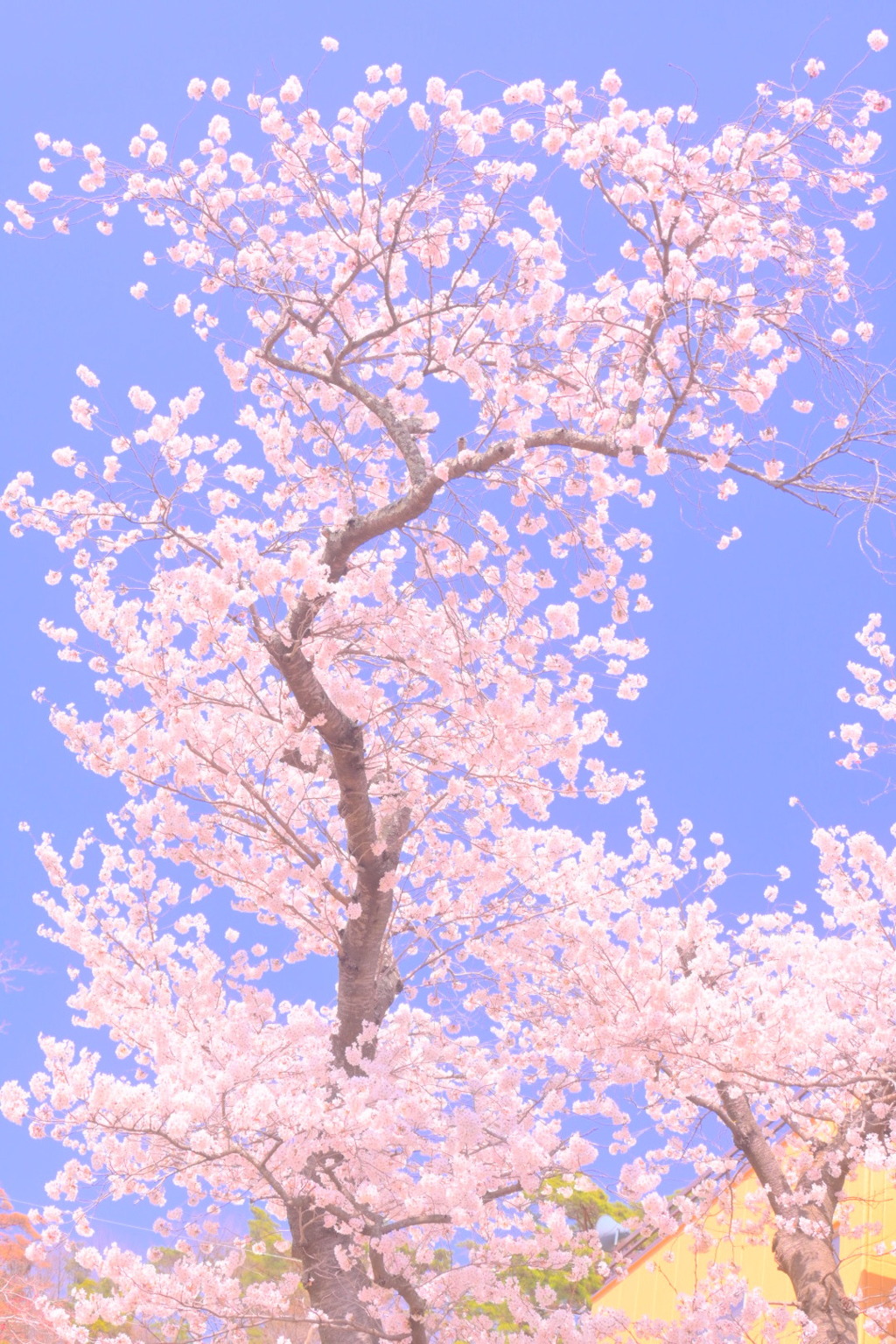 桜09