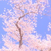 桜09