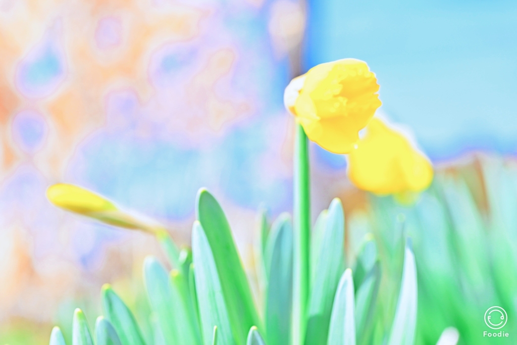 花０９