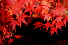 紅葉　１６