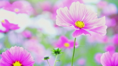花　７１