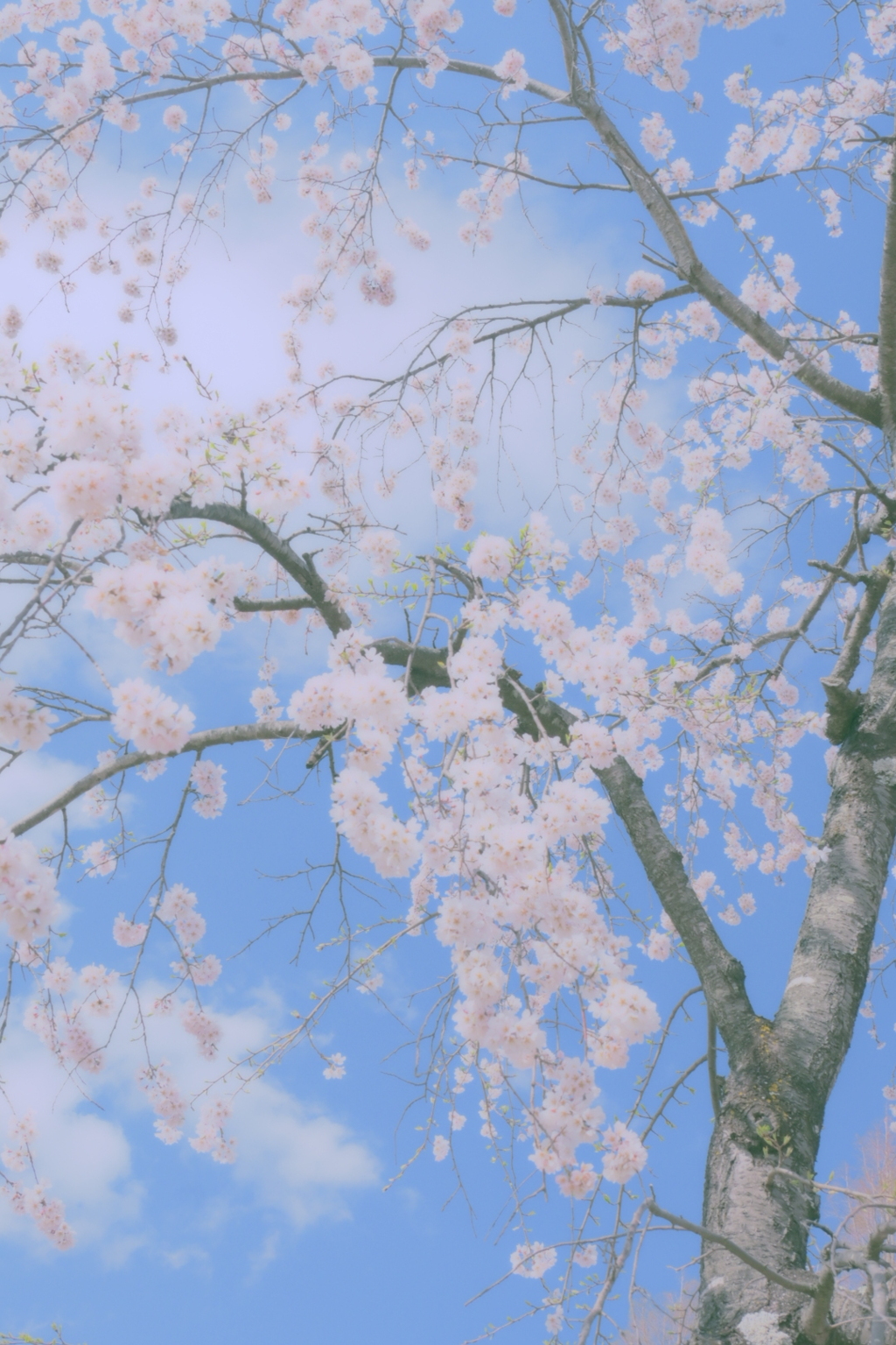 桜04