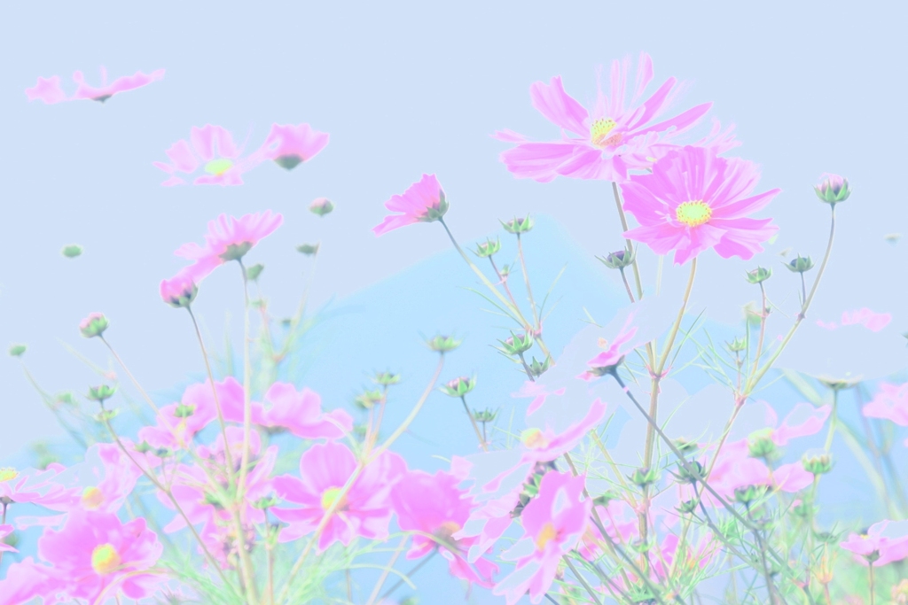 コスモス０２