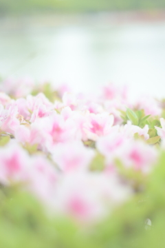 花04