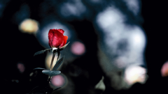 花　６８