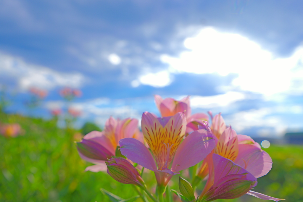 花　４４