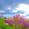 花　４４