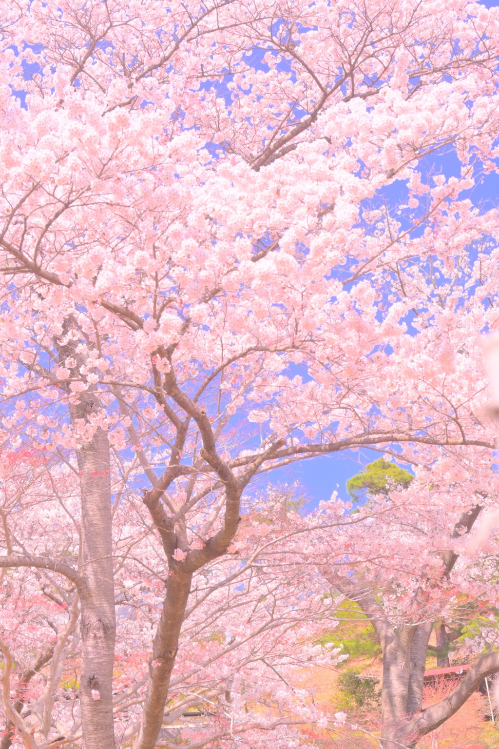 桜06