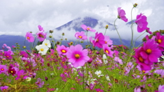 花　７６