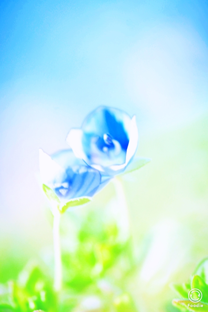 花１０