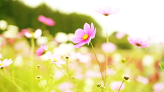 花　７５