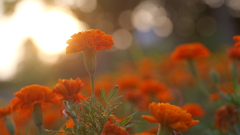 花　４６